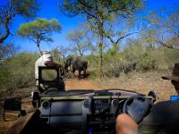 Safari